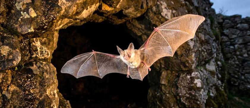 Ghost bat in flight at a cave entrance, with wings spread and ears visible